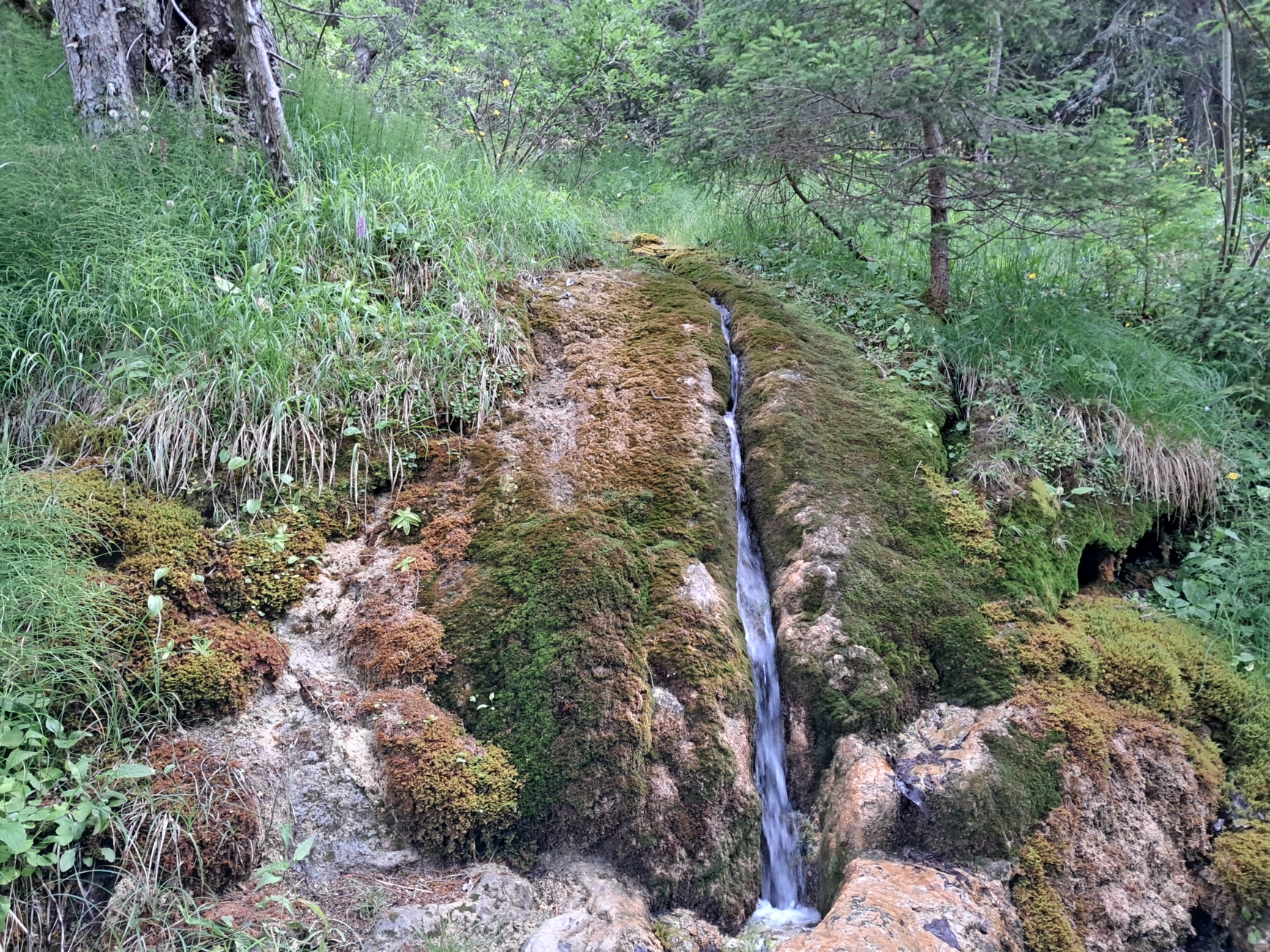 Ein schmaler Wasserlauf fließt einen moosbewachsenen Felsen hinunter, umgeben von grünem Gras und Bäumen in einem Waldgebiet.